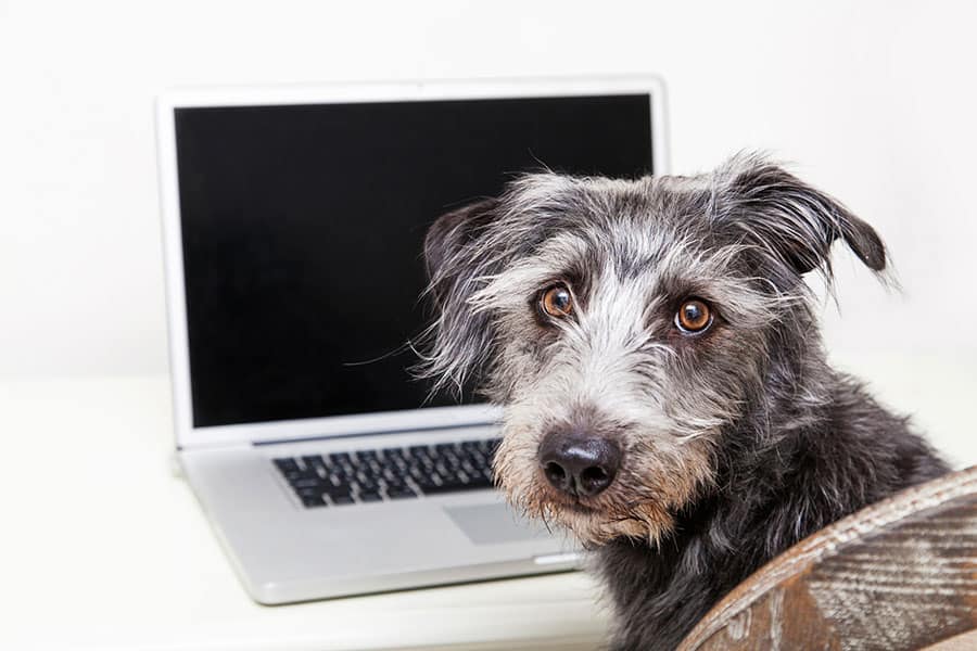 curso online adiestramiento canino